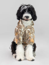 Camo Paw Hoodie - Pre-Order