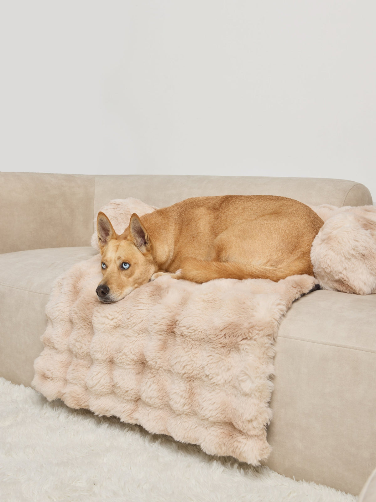 Dream Cloud Pet Sofa Bed - Pre Order