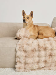 Dream Cloud Pet Sofa Bed - Pre Order