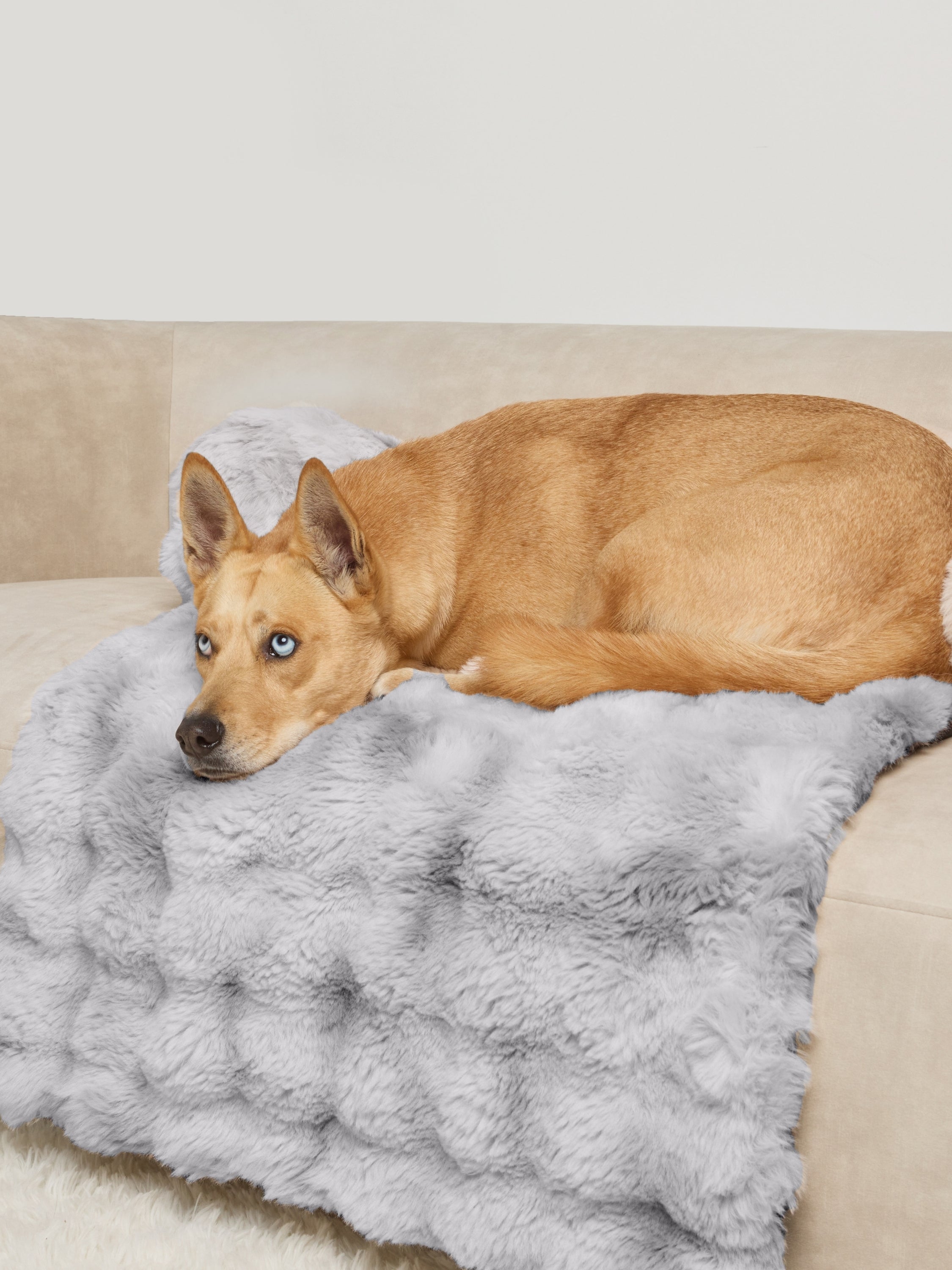 Dream Cloud Pet Sofa Bed - Pre Order